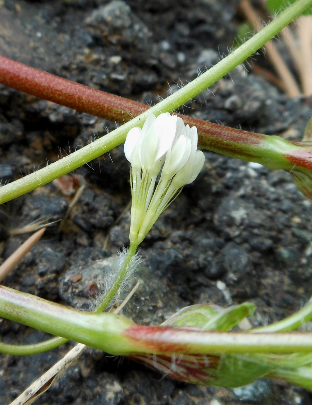 Trifolium subterraneum subsp. oxaloides / Trifoglio simile all''acetosella